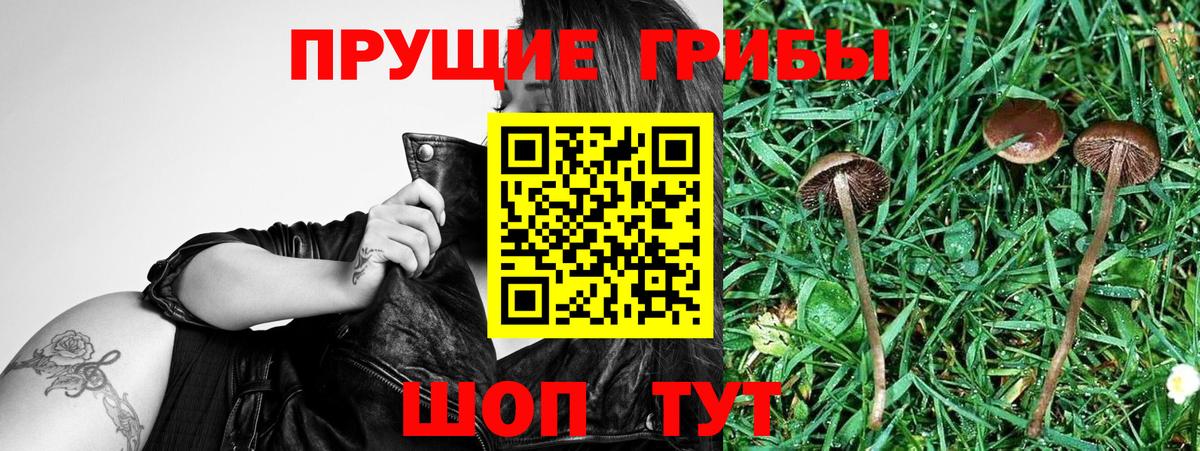 Бузулук  Галлюциногенные грибы MAGIC MUSHROOMS  Вход с VPN 